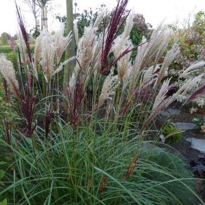 Prachtriet - Miscanthus sinensis 'Red Chief'