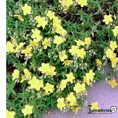 Zonneroosje - Helianthemum 'Golden Queen'