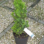 Thuja occidentalis 'Spiralis' - Levensboom