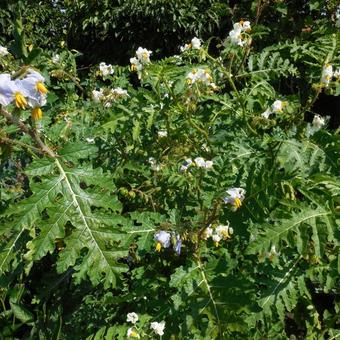 Solanum sisymbriifolium