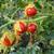 Solanum sisymbriifolium