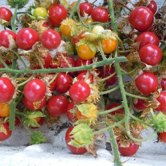 Solanum sisymbriifolium