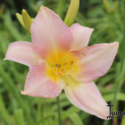 Daglelie - Hemerocallis 'Catherine Woodberry'