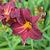 Hemerocallis 'Ed Murray'