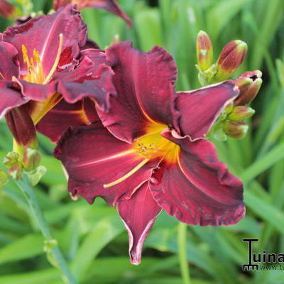 Daglelie - Hemerocallis 'Ed Murray'