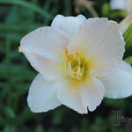 Hemerocallis 'Moon Madonna'  - Daglelie