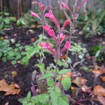 Agastache 'Raspberry SUMMER'