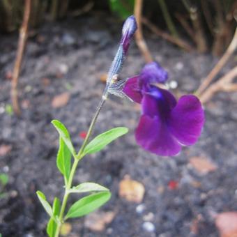 Salvia 'Nachtvlinder'