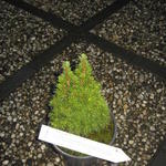 Picea glauca 'Laurin' - Witte spar