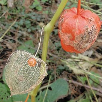 Physalis alkekengi var. franchetii