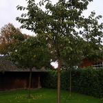 Prunus avium 'Hedelfinger Riesenkirsche' - Kerselaar