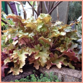 Heuchera 'Marmalade'