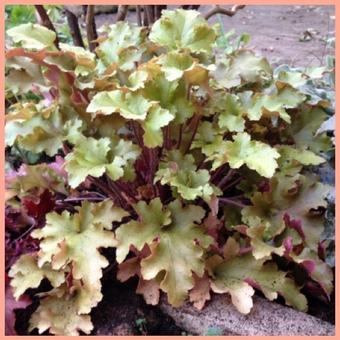 Heuchera 'Marmalade'