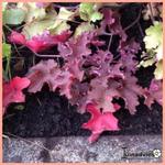 Heuchera 'Purple Petticoats' - Purperklokje