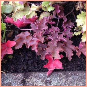 Heuchera 'Purple Petticoats'