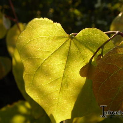 Amerikaanse judasboom - Cercis canadensis