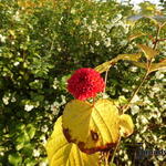 Clerodendrum bungei - Kansenboom, Pindakaasstruik - Clerodendrum bungei