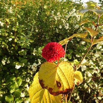 Clerodendrum bungei