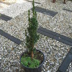 Taxus baccata 'Micro' - 