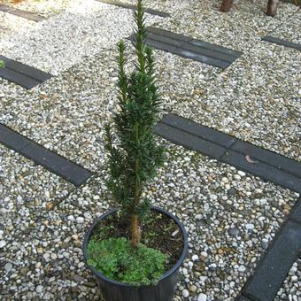 Taxus baccata 'Micro'