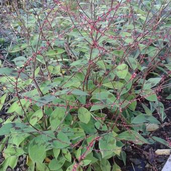 Persicaria virginiana var. filiformis 'Painter's Palette'