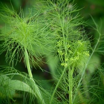 Foeniculum vulgare