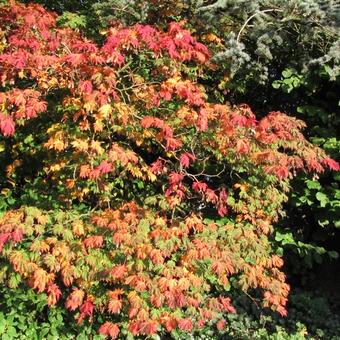 Acer japonicum 'Aconitifolium'