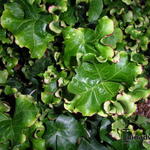 Hedera helix 'Melanie' - Klimop