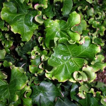 Hedera helix 'Melanie'