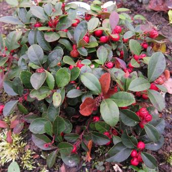 Gaultheria procumbens