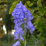 Aconitum carmichaelii var. wilsonii - Monnikskap