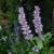 Agastache 'Blackadder'