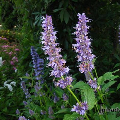 Anijsplant/Dropplant - Agastache 'Blackadder'