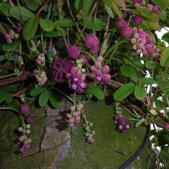 Akebia quinata