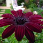 Osteospermum 'Serenity Dark Purple' - Kaapse margriet - Spaanse margriet - satijnbloem