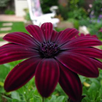 Osteospermum 'Serenity Dark Purple'