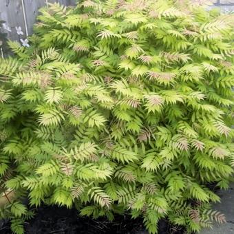 Sorbaria sorbifolia 'Sem'