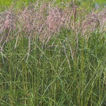 Miscanthus sinensis 'Flamingo'