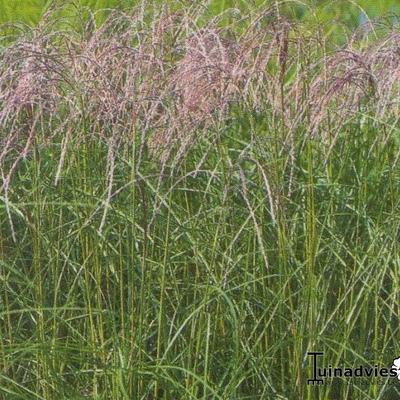 Prachtriet - Miscanthus sinensis 'Flamingo' 