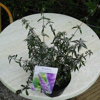 Buddleja davidii ’Nanho Blue’