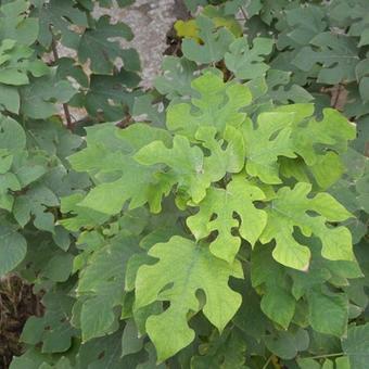 Broussonetia papyrifera