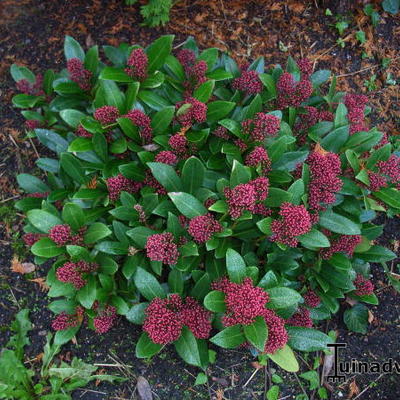 Skimmia japonica 'Rubella' - Skimmia