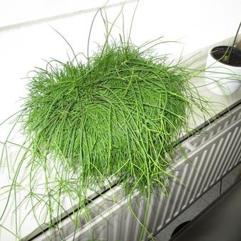 Rhipsalis baccifera