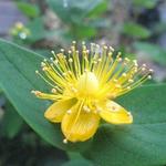 Hypericum x inodorum MAGICAL - Hertshooi