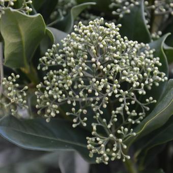 Skimmia japonica 'Thereza'