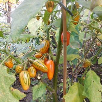 Solanum melongena var. esculentum 'Striped Toga'