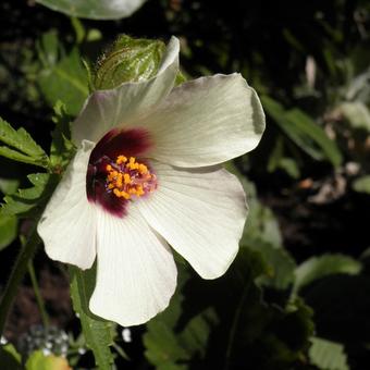 Hibiscus trionum