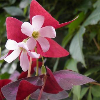 Oxalis triangularis