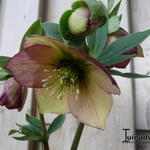 Helleborus orientalis 'Picotee' - Nieskruid