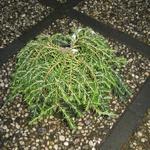 Tsuga canadensis 'Cole's Prostrate' - Canadese Hemlockspar